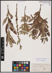 Salix burjatica Nasarow